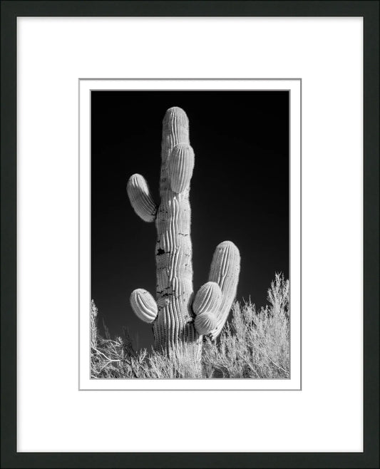 Desert Cactus 1