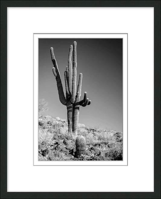 Desert Cactus 2