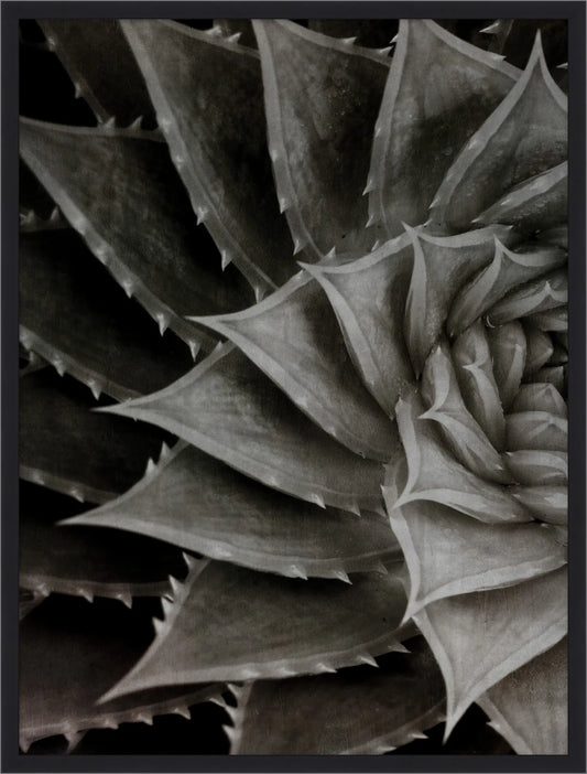 Giant Succulent 1