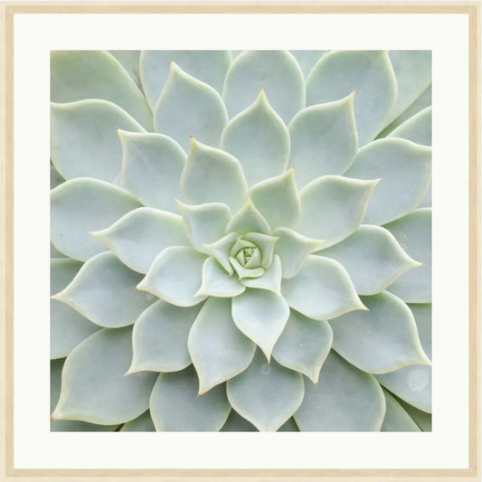Pastel Succulent 1