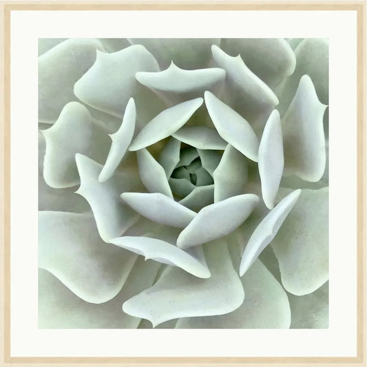 Pastel Succulent 2