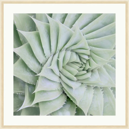 Pastel Succulent 3