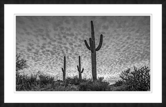 Desert Trio
