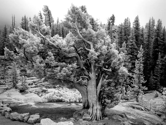 Yosemite Trees